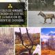 Consecuencias de la radiación sobre la flora y fauna de chernóbil