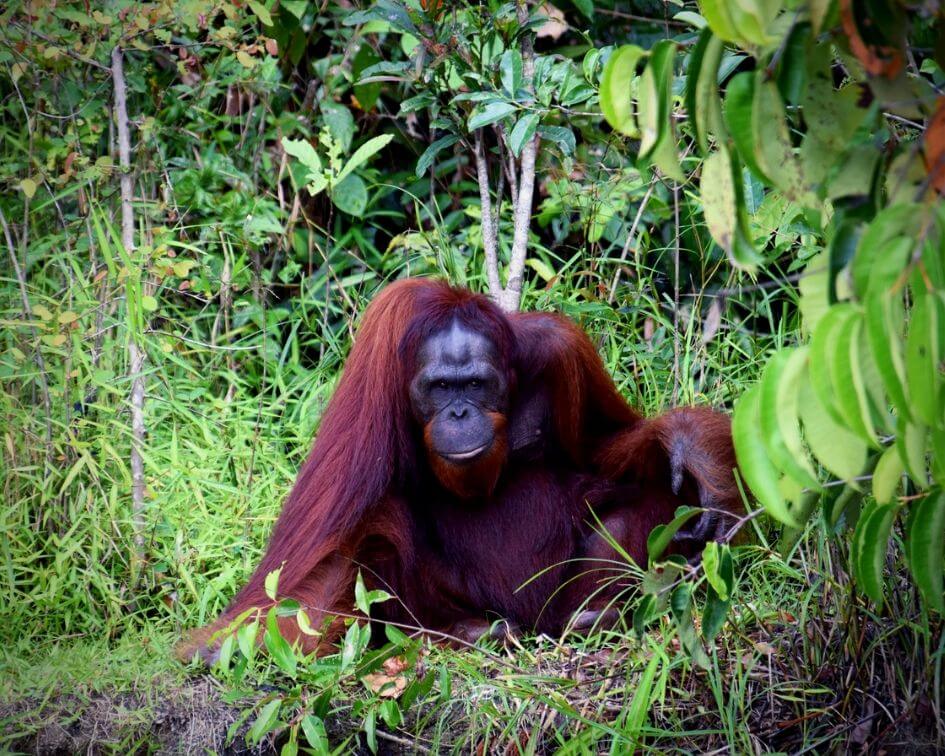 Biodiversidad-Indonesia