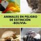 animales en peligro de extinción en Bolivia