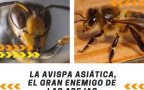 Avispa asiática