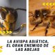 Avispa asiática