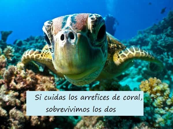 biodiversidad de los arrecifes de coral