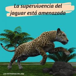 cuál es el estado de conservación del jaguar