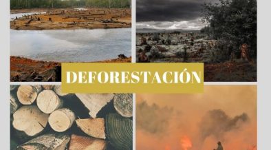 qué es la deforestación
