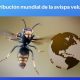 Distribución de la avispa velutina introducida