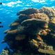 protección de los arrecifes de coral