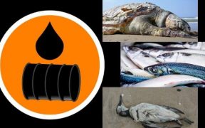 Víctimas del derrame petrolero en Brasil