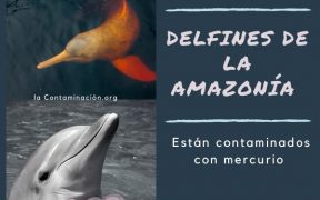 delfines de la amazonia contaminados con mercurio