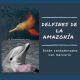 delfines de la amazonia contaminados con mercurio