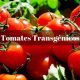 Tomates transgénicos