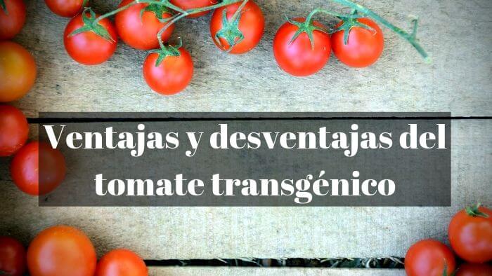 Ventajas y desventajas de los tomates transgénicos