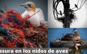 Basura en los nidos de aves