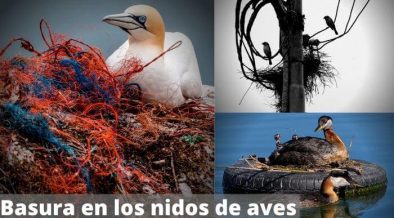 Basura en los nidos de aves