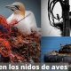 Basura en los nidos de aves