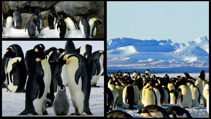 Pingüino emperador y calentamiento global
