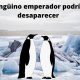Pingüino emperador podría desaparecer