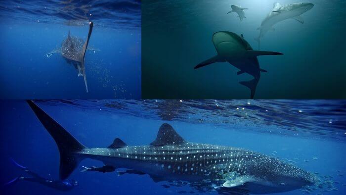 Resolución amenaza a los tiburones amenazados en Colombia