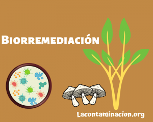 biorremediacion