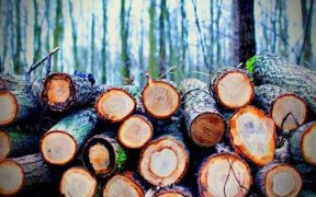 deforestación por acción del hombre tala de árboles