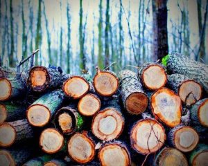 deforestación por acción del hombre tala de árboles