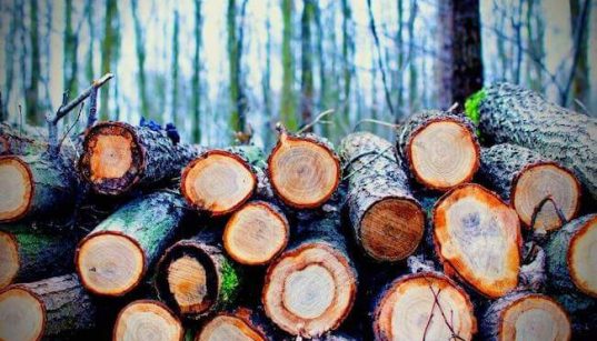 deforestación por acción del hombre tala de árboles