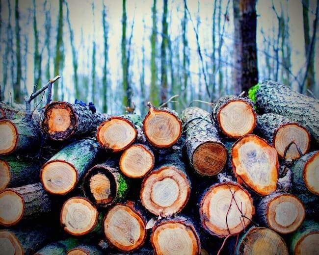 deforestación por acción del hombre tala de árboles