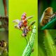 Importancia de los insectos