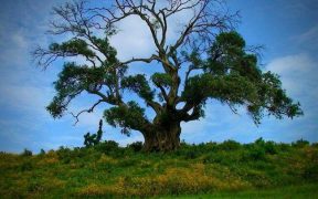 reforestación en Etiopía