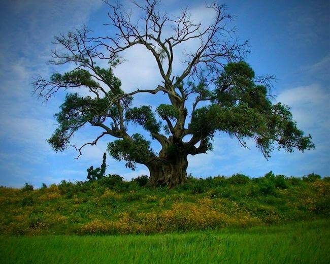 reforestación en Etiopía