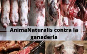 AnimaNaturalis contra la ganadería