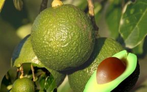Bondades y estragos del aguacate
