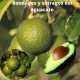 Bondades y estragos del aguacate