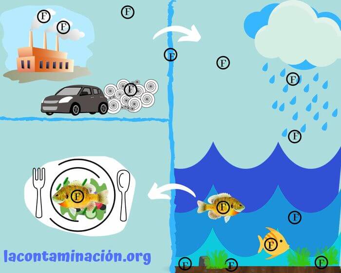 Circulación de los furanos