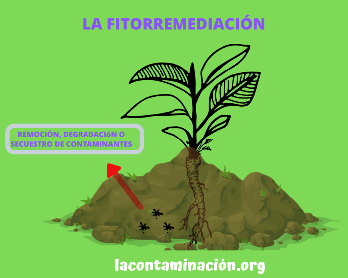 Utilidad de la fitorremediación en la descontaminación del ambiente Fitorremediación