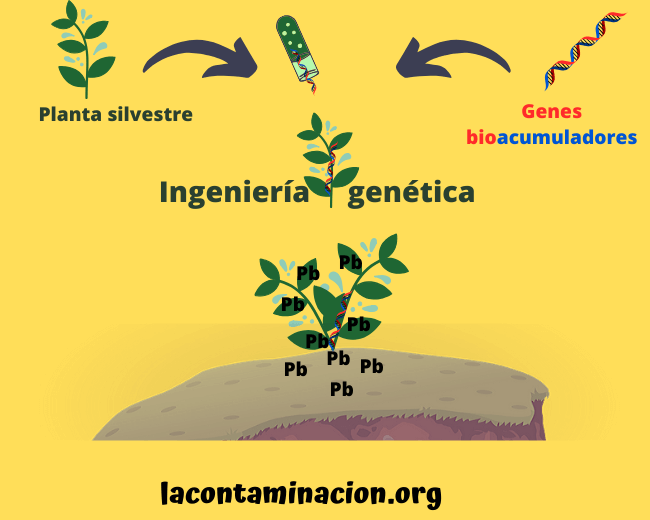 Modificación genética para potenciar bioacumulación