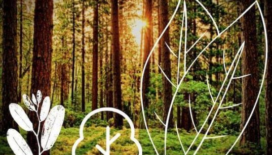 Qué hojas son más resistentes al cambio climático