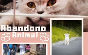 Abandono Animal