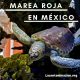 Tortugas en México mueren por marea roja