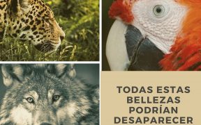 animales mexicanos en extinción