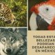 animales mexicanos en extinción