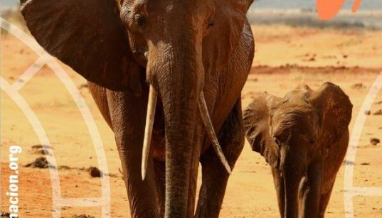 elefante africano