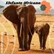 elefante africano
