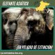 elefante asiático en peligro de extinción
