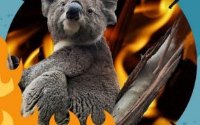 incendios en australia koalas