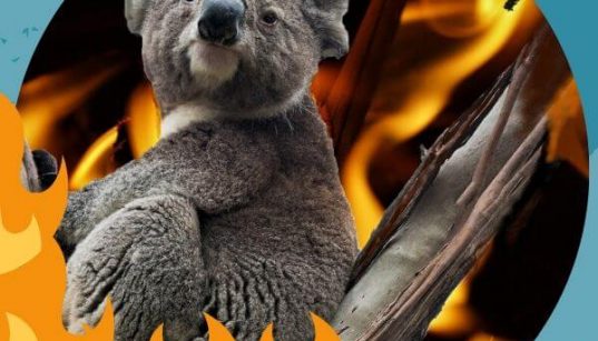 incendios en australia koalas