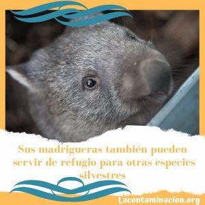 madrigueras de los wombats