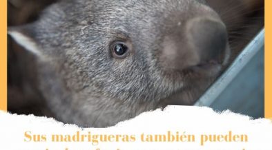 madrigueras de los wombats