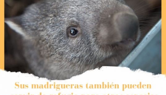 madrigueras de los wombats