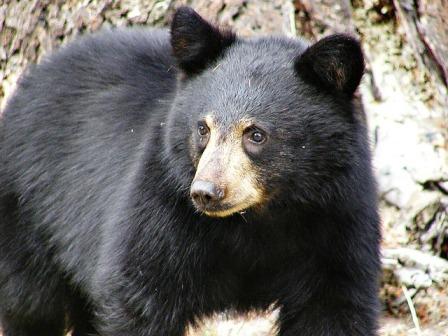 oso negro