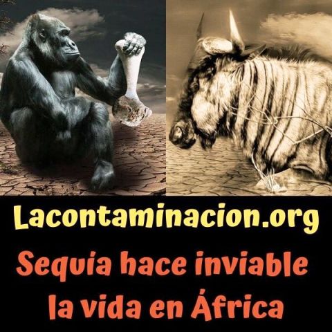 sLa sequía mata animales